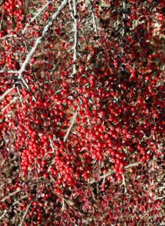 
                    
                        Cotoneaster Berries | Hellie's Corner
                    
                