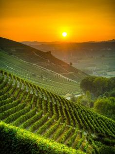 
                    
                        Italy's vineyards at sunrise..
                    
                