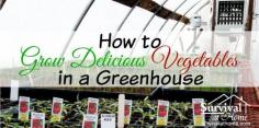 
                    
                        How to Grow Vegetables in a Greenhouse
                    
                