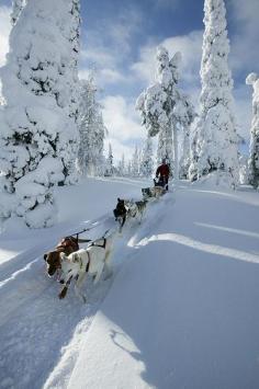 
                    
                        A winter wonderland with dog-sledding in Lapland, Finland.
                    
                