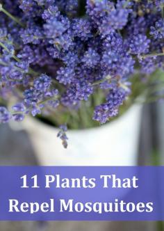 
                    
                        11 Plants That Repel Mosquitoes
                    
                