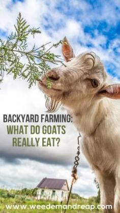 
                    
                        What do goats really eat? This is my favorite backyard farming site!    Pinned for Jonas, in case he ever gets the bug again to ask for a goat for his birthday!
                    
                