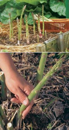 
                    
                        Alternative Gardning: How to grow asparagus plants
                    
                