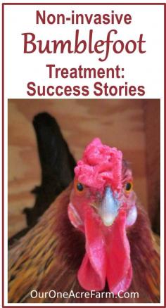 
                    
                        Success stories with "before" and "after" photos, of non-invasive bumblefoot treatment in chickens, as a follow-up to my 1st post on this topic. There are no controlled studies of this treatment, but this anecdotal evidence says studies should be done. In the meantime, it's worth a try if your bird has bumblefoot, because it's so much easier on the bird than surgery!
                    
                