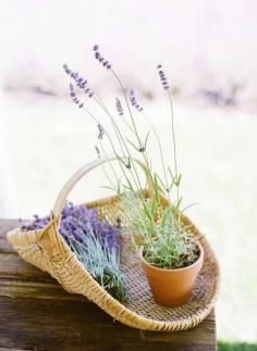 
                    
                        Lavender farm party decoratons! See more party planning ideas at CatchMyParty.com!
                    
                