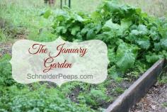 
                    
                        SchneiderPeeps - The January Garden  in zone 9 is full of green and looks like many zones late spring garden.  We have are harvesting vegetables such as cabbage, kale, cauliflower and swiss chard.
                    
                
