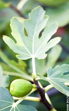 
                    
                        Ficus carica, or 'Brown Turkey' fig
                    
                
