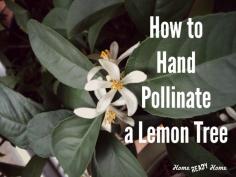 
                    
                        How to Hand Pollinate a Lemon Tree
                    
                