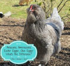 
                    
                        Araucana, Ameraucana or Easter Egger (Olive Egger,Rainbow Layer): What's the difference?
                    
                