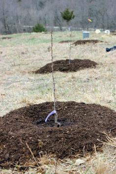 
                    
                        Planting Fruit Trees. The thing about fruit trees is that you really need to take care siting and planting them. Here are some highlights of how to make planting fruit trees flow more easily and quickly. #gardening #fruittrees
                    
                