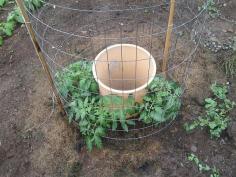 
                    
                        Do this for tomatoes this year!!
                    
                