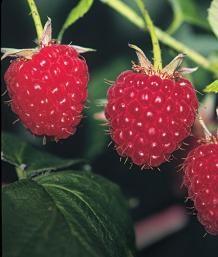 
                    
                        Pruning Red Raspberries | Fine Gardening
                    
                