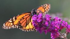 
                    
                        How backyard gardeners can create way stations to help America's most beautiful butterfly. #garden #butterfly
                    
                