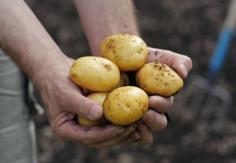 
                    
                        Growing Your Own Chemical Free Heirloom Potatoes
                    
                