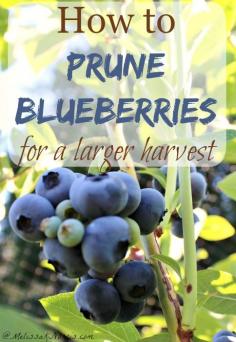 
                    
                        Want a larger harvest of blueberries? Learn how to prune blueberry plants for a larger harvest. Great step by step tutorial, plus love her tips for what to add to the soil. If you want to put in blueberries or already have them, you need to read this tutorial now.
                    
                
