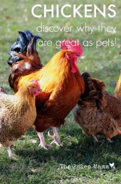 
                    
                        Chickens: Discover Why They Are Great As Pets | The Paleo Mama
                    
                