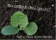 
                    
                        Three Sisters Garden. Short on space but still want a garden?  Try planting a Three Sisters Garden with your kids this year!  With a few modifications this Native American technique can even be adapted to grow in a pot and you can enjoy all the benefits of these plants that help each other grow in even the smallest gardening plans.  #smallspacegardens
                    
                