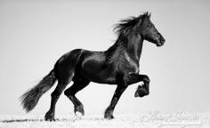 
                    
                        The Friesian Strides  Fine Art Horse Photograph  by Carol Walker www.LivingImagesC...
                    
                