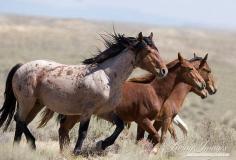 
                    
                        The Red Roan Stallion and His Family  Fine Art Photograph by Carol Walker www.LivingImagesC...
                    
                