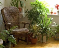 
                    
                        Houseplants provide beauty and interest, bringing a bit of leafy, green, outdoorsy ambiance to the indoor environment. However, plants play an even more important role by helping to improve air quality in your home. Learn more in this article.
                    
                