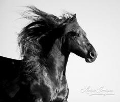 
                    
                        The Friesian with the Flying Mane  Fine Art Horse Photography by Carol Walker www.LivingImagesC...
                    
                