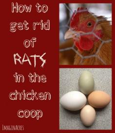 
                    
                        How to Get Rid of Rats in your Chicken Coop
                    
                