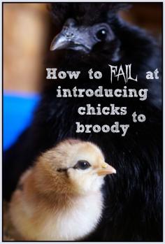 
                    
                        We wanted our new chicks to meet their new mom, a broody hen in our flock. We went about it in completely the wrong way. Here's how to fail at introducing chicks to a broody hen
                    
                