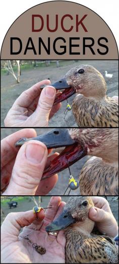 
                    
                        Duck Dangers
                    
                