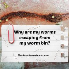 
                    
                        Why are my vermicomposting worms escaping from my worm bin? Find out why and how to stop it from happening! | Montana Homesteader
                    
                