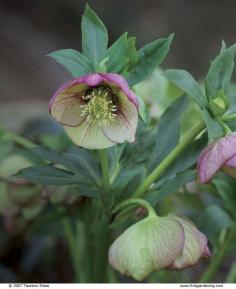 
                    
                        Hellebores Cure the Late-Winter Blues
                    
                