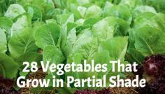 
                    
                        28 Vegetables That Grow in Partial Shade  #gardening
                    
                