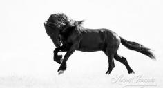 
                    
                        The Friesian's Leap - Fine Art Horse Photograph - Horse - Friesian - Black and White by WildHoofbeats on Etsy www.etsy.com/...
                    
                