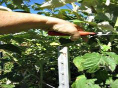 
                    
                        Raspberries will grow happily without any support at all,a raspberry trellis support system makes gardening Materials you'll need for your DIY Raspberry Tre
                    
                