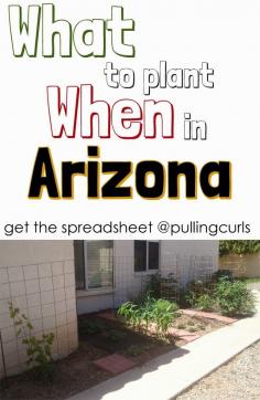 
                    
                        Arizona Planting Guide » Pulling Curls
                    
                