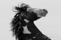 
                    
                        Benson Rearing  Fine Art Wild Horse Photograph  by Carol Walker www.LivingImagesC...
                    
                