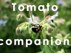 
                    
                        12 companion plants to grow alongside your tomatoes
                    
                