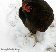 
                    
                        5 Practical Tips for Winter Chicken Keeping - Community Chickens
                    
                