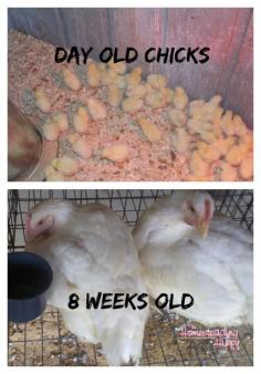
                    
                        How we raise our meat birds. Grow your own and know that they lived a full, happy, healthy life~The Homesteading Hippy #homesteadhippy #fromthefarm #theurbanchicken
                    
                