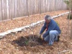 
                    
                        Master gardener Paul James gives tips on transplanting trees and shrubs
                    
                