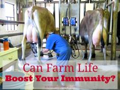 
                    
                        Can farm life boost your immunity? It's an historically proven phenomena that persons who live closest to the cows are often the healthiest,...
                    
                