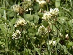 
                    
                        Clover is awesome in the yard....Beneficial Clover in Lawns Paul James shares his top three reasons for loving clover.
                    
                