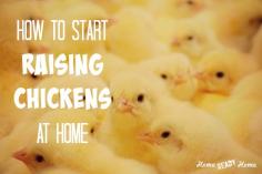 
                    
                        Here is what you need to do before you start raising chickens plus 5 chick buying tips.
                    
                