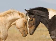 
                    
                        Face to Face  Fine Art Wild Horse Photograph  by WildHoofbeats
                    
                