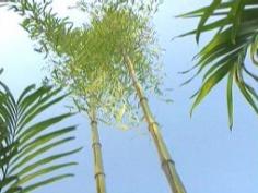 
                    
                        Landscaping How-to: Taming Invasive Bamboo Master gardener Paul James explains how to tame the most rampant runner, invasive bamboo.
                    
                