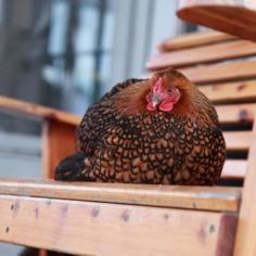 
                    
                        Chicks, Chicks, and More Chicks - Chicken Scratch Blog - GRIT Magazine
                    
                