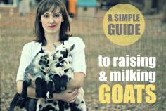 
                    
                        A Simple Guide to Raising & Milking Goats | Weed'em & ReapWeed'em & Reap-- Full time grass feeding dairy goats
                    
                