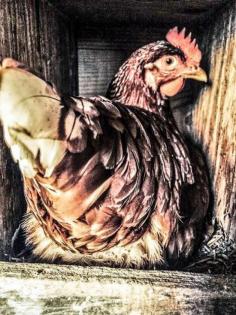 
                    
                        Top 5 Reasons Why Our Hens Have Made It Through the Winter - GRIT Magazine
                    
                