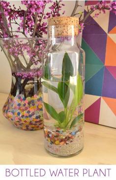 
                    
                        Easy Water Terrarium – Bottled Water Plants: A water terrarium is a simple and confined little ecosystem that is very pretty to look at and brings some natural grace to your home decor! via @Alison McCaffrey
                    
                