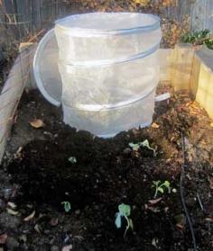 
                    
                        How to protect your broccoli, cauliflower, and cabbage seedlings (without spending a fortune): BrownThumbMama.com
                    
                