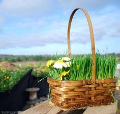 
                    
                        How to Make Living Easter Baskets - Photo by Suzie's Farm/Flickr (HobbyFarms.com)
                    
                